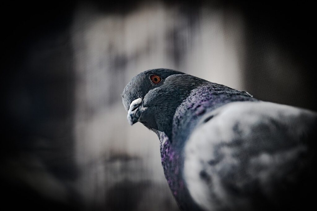 pigeon