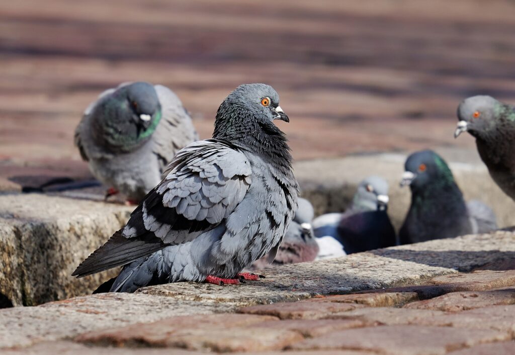 pigeon