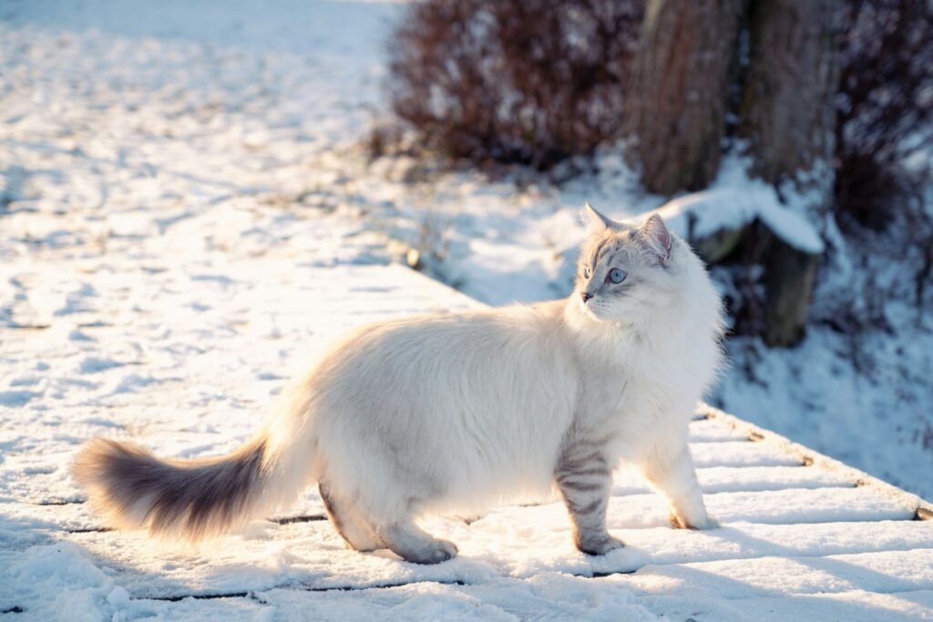 Siberian cat