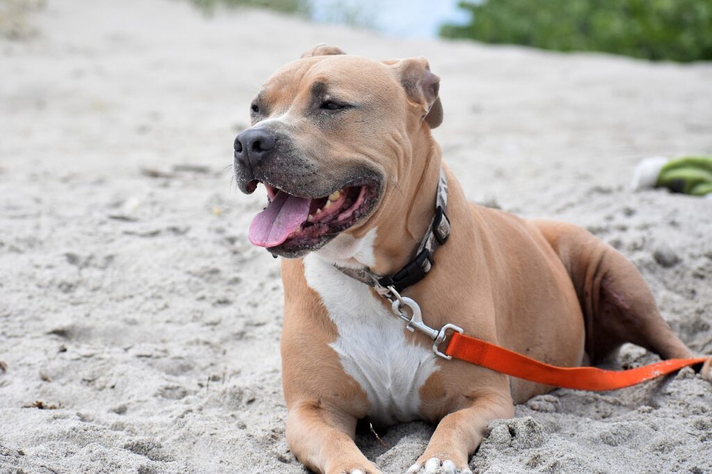 happy pitbull on a beach