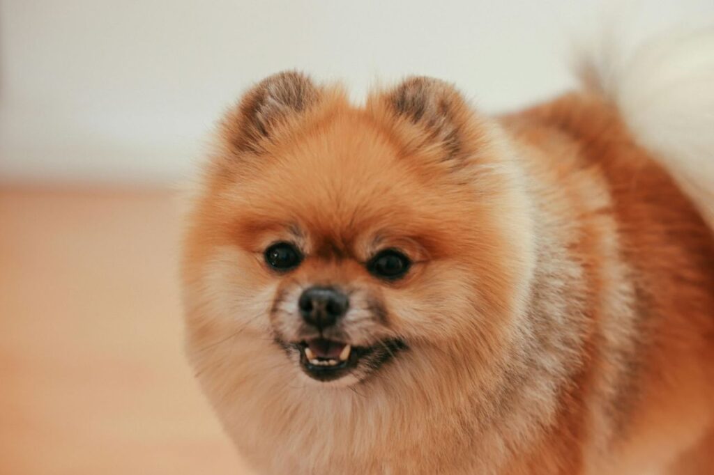 pomeranian angry