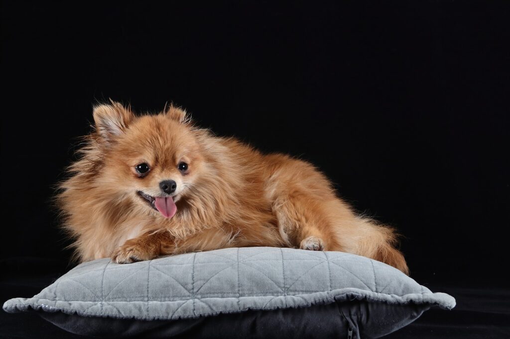 pomeranian dog