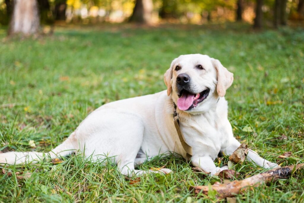labrador sitting on grass