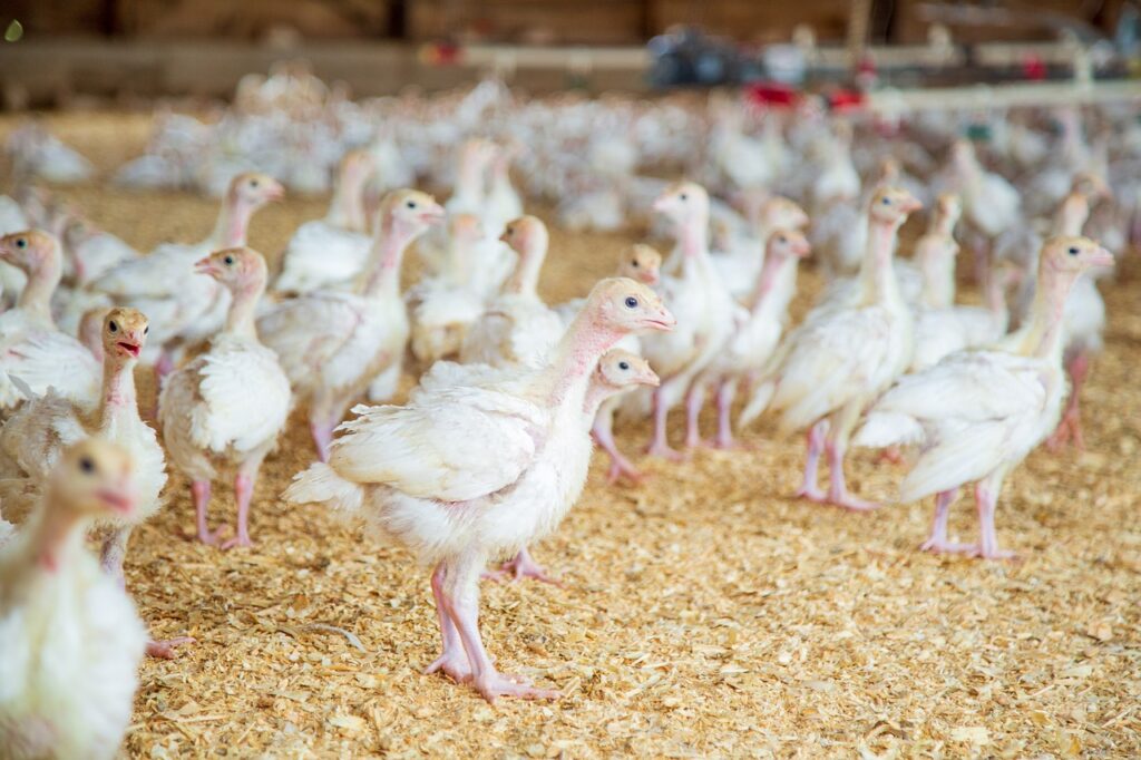 poultry chickens in a farm