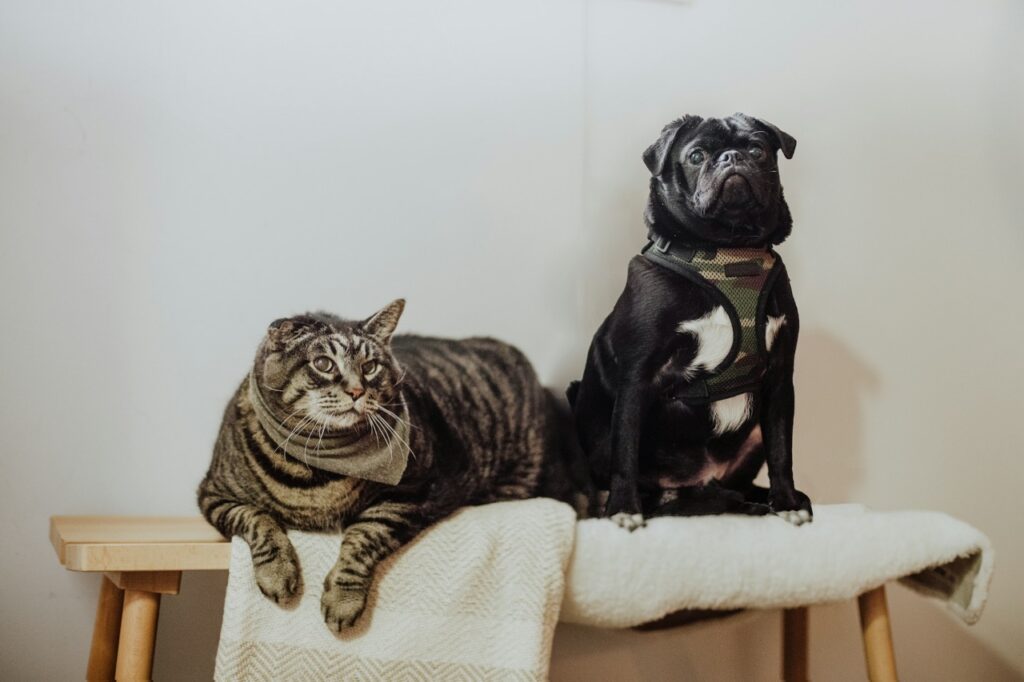 cat and dog