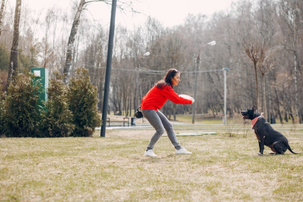 Dog playing with frisbee