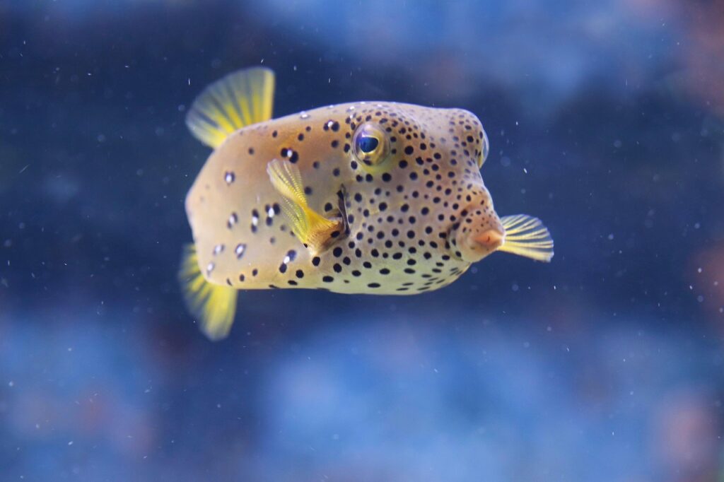 puffer-fish
