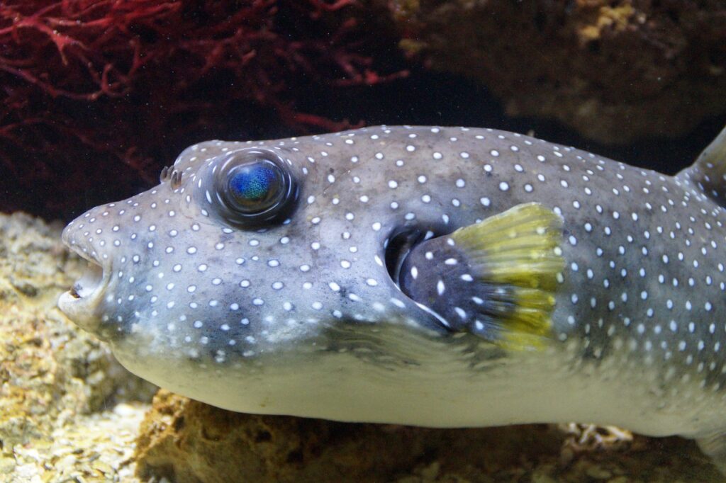 puffer-fish