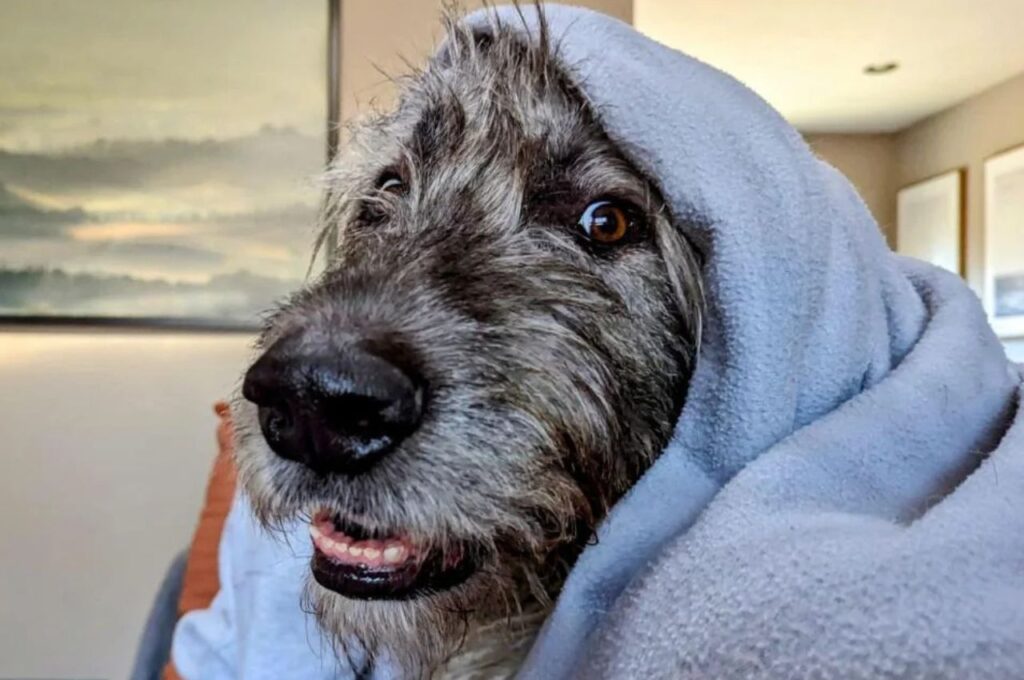 An Irish Wolfhound wrapped in a blue blanket indoors