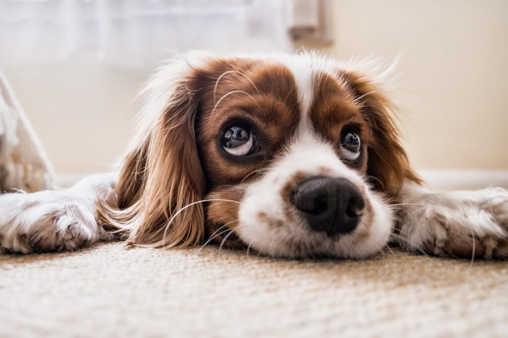 Cavalier King Charles Spaniel with cute expression