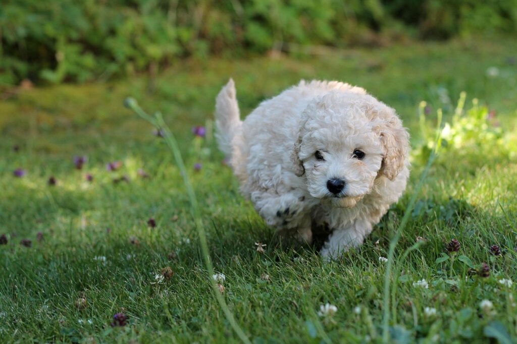 miniature poodle in a grass field