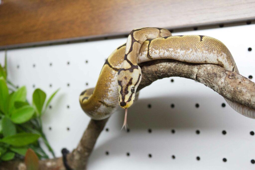 Reptile Species That Are Surprisingly Social