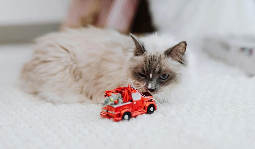 Ragdoll cat looking at a miniature red toy car