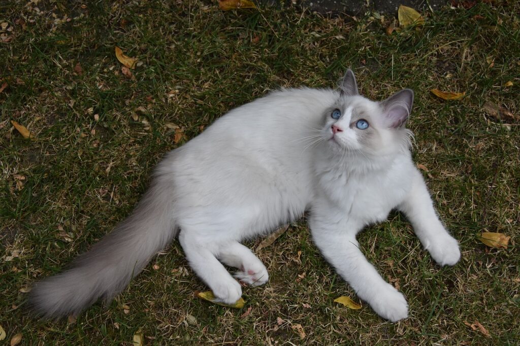 ragdoll cat sitting down