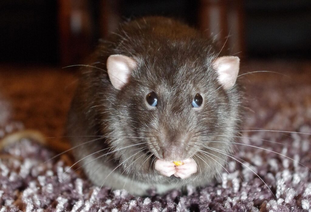 rat chewing