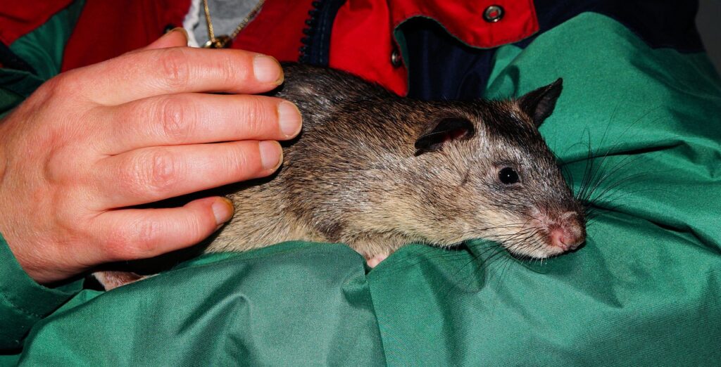 rat in the arms of a person
