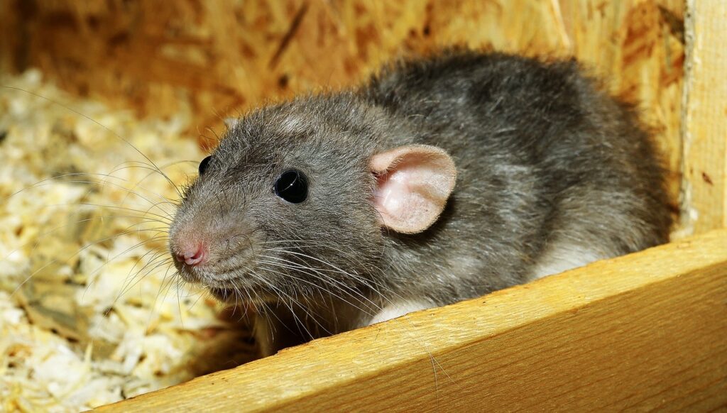rat in a box