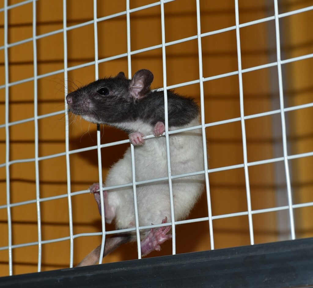 rat in a cage