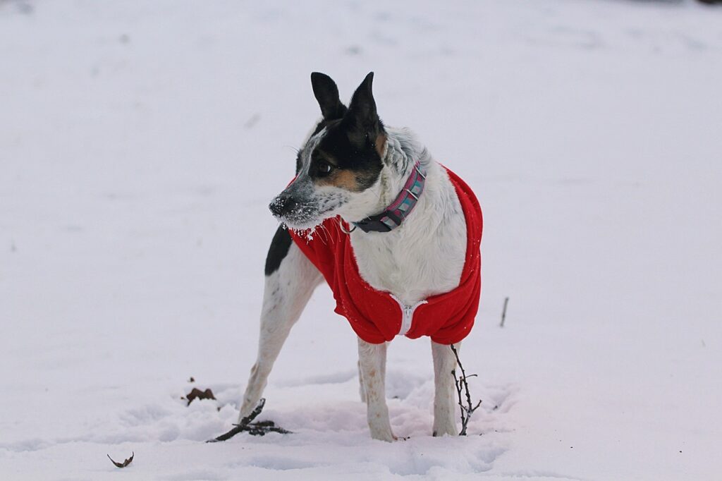rat terrier