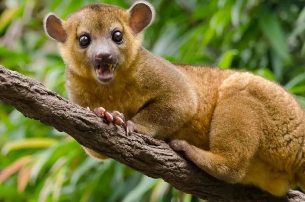 Kinkajou
