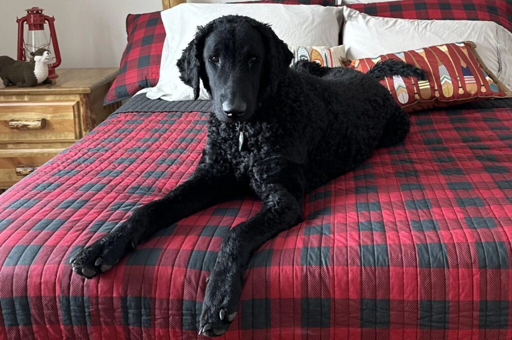 Curly-coated retriever Sitting on a bed