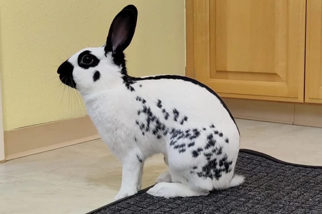English Spot Rabbit