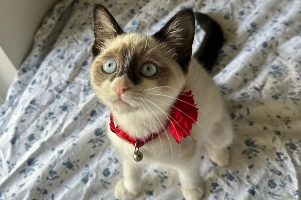 Snowshoe Cats