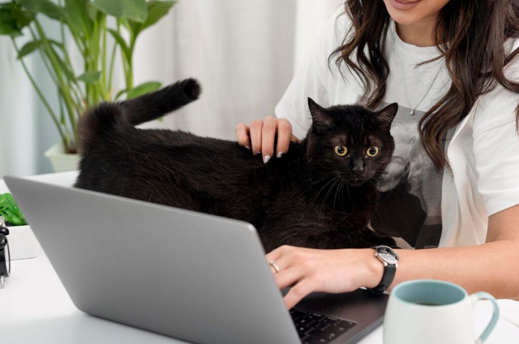 Woman working as freelancer and playing with cat