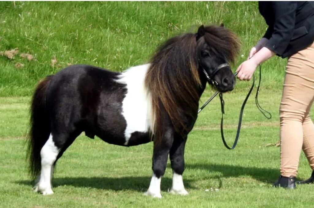 Miniature horse with a woman