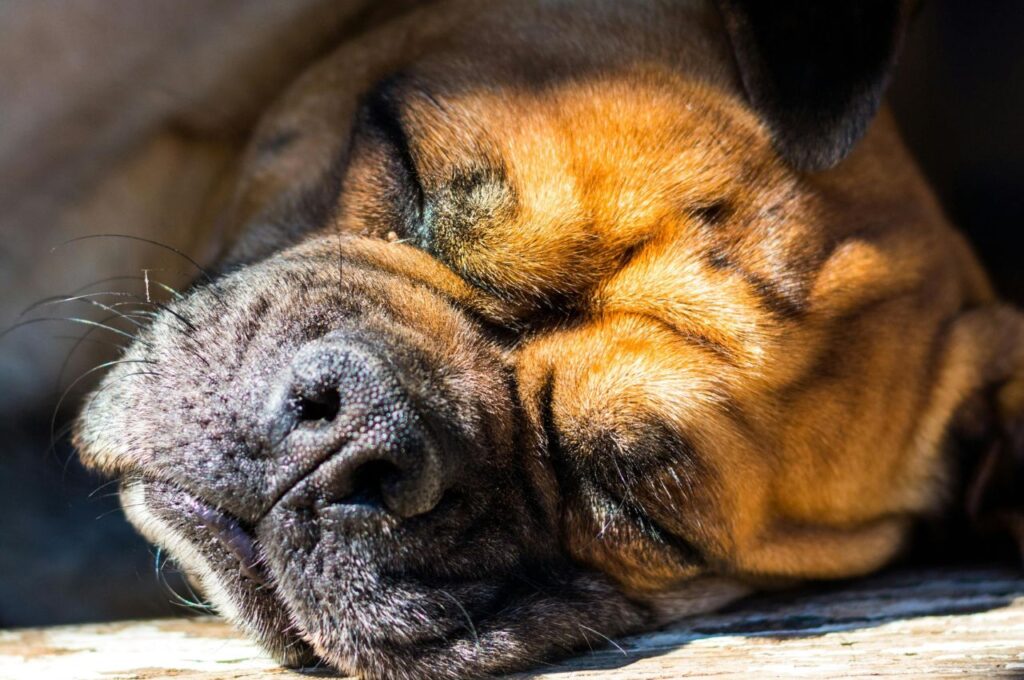 Bullmastiff sleeping