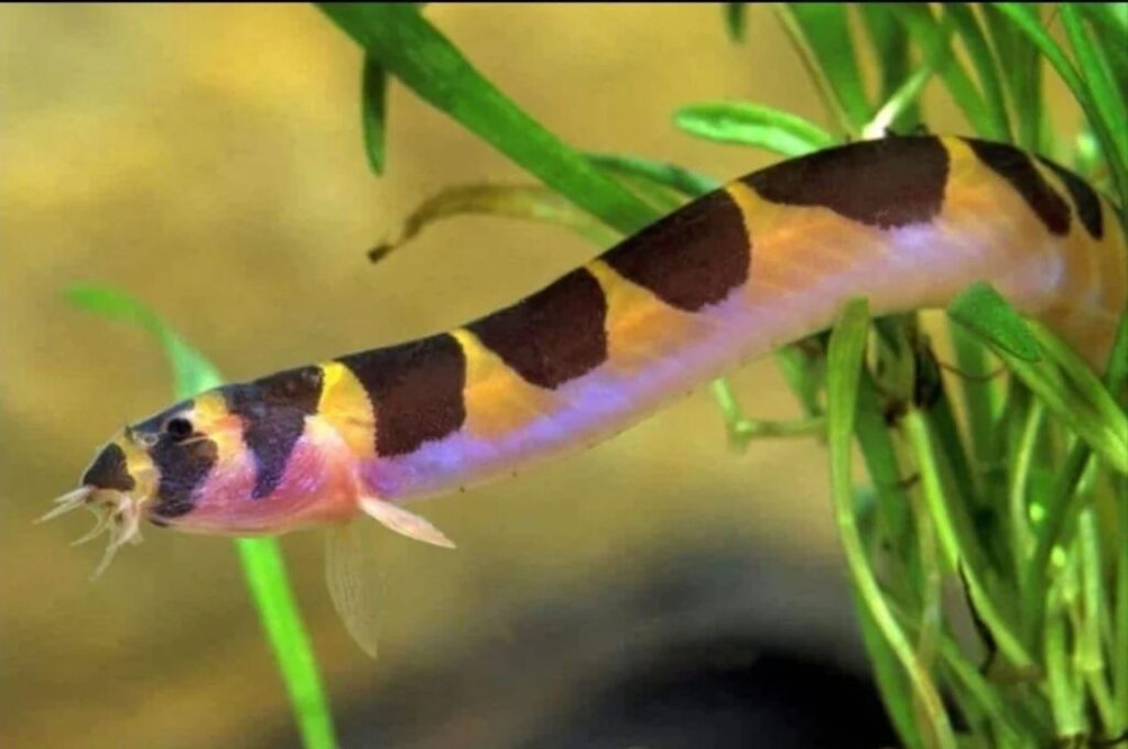Kuhli Loach