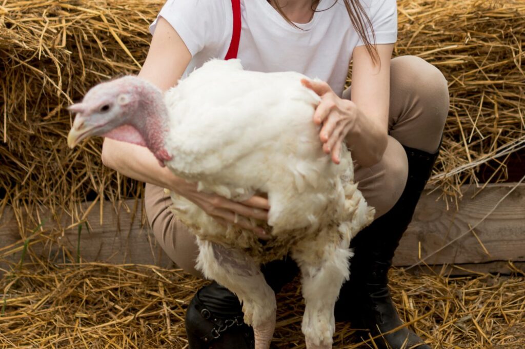 Woman petting turkey