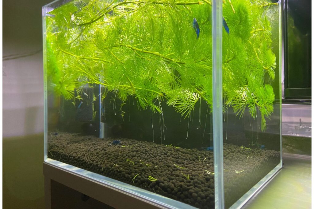 Aquarium with Hornwort