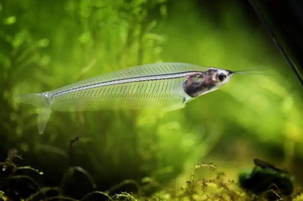 Glass Catfish