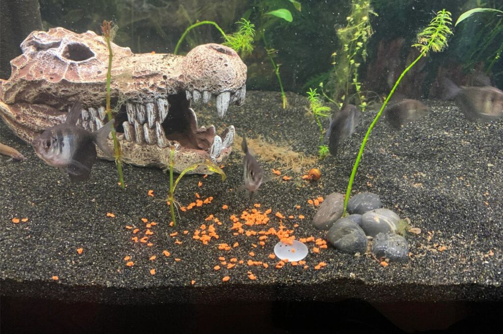 Fish food in aquarium