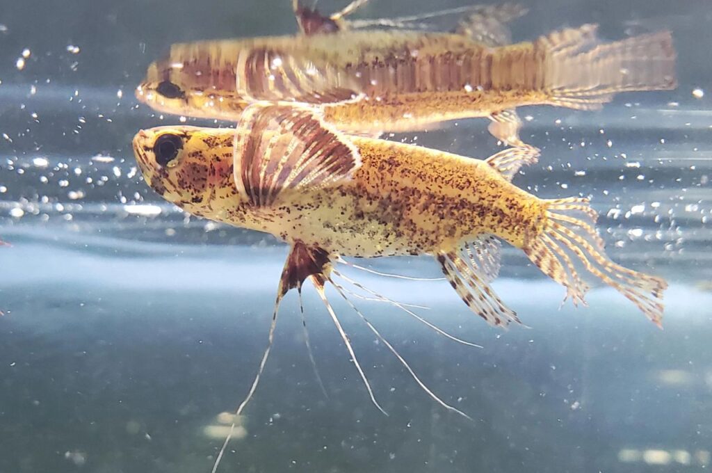 African Butterfly Fish
