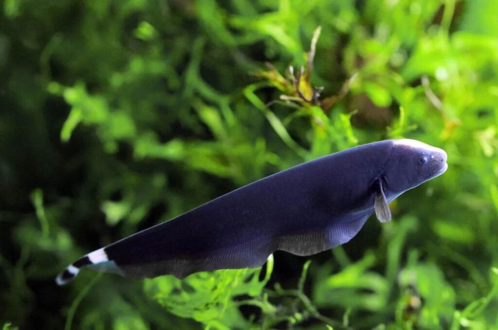 Black Ghost Knifefish