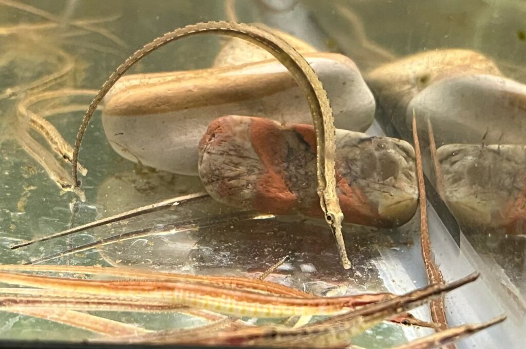 Freshwater Pipefish