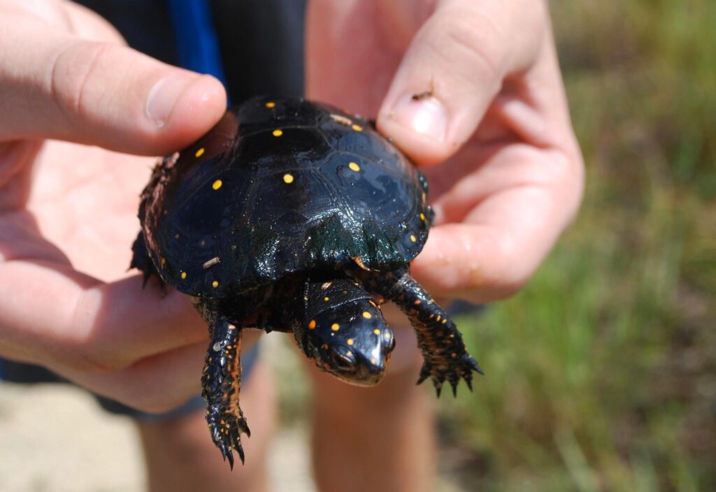 spotted turtle