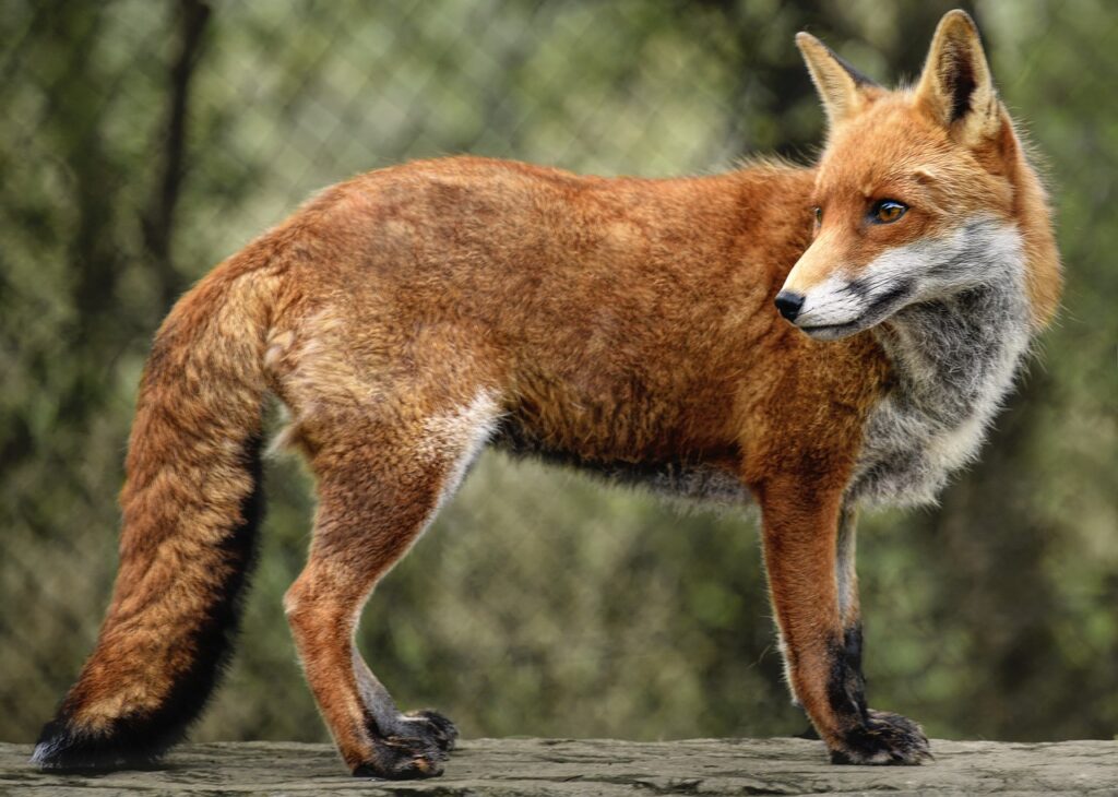 Red fox in forest