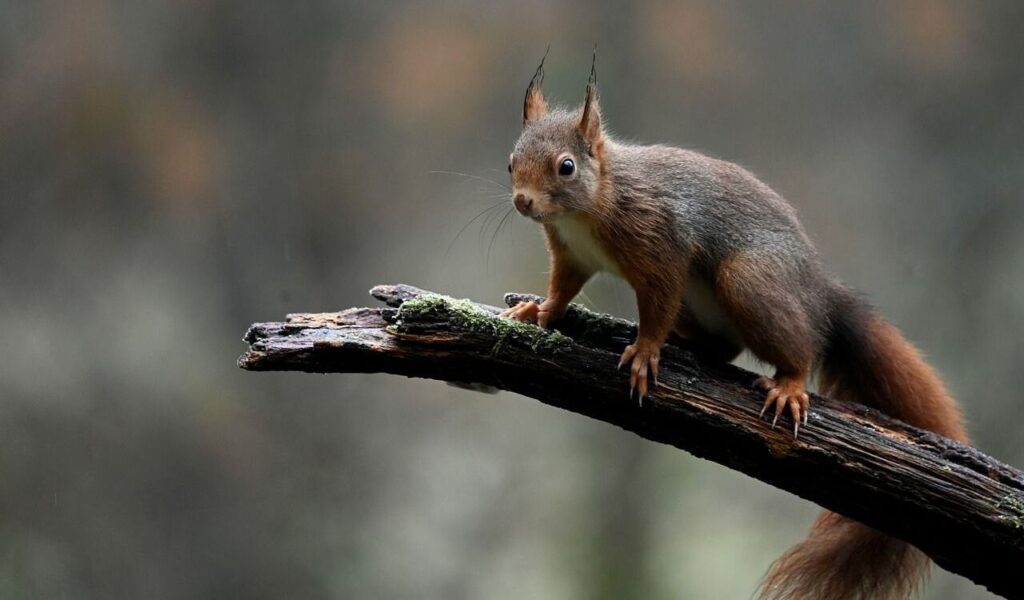 Red squirrel perched on a tree branch.