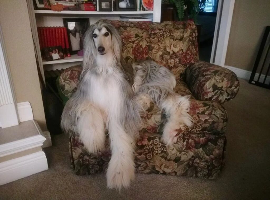 afghan hound sitting on sofa