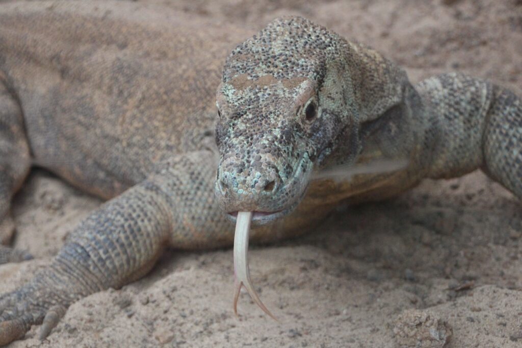 komodo dragon