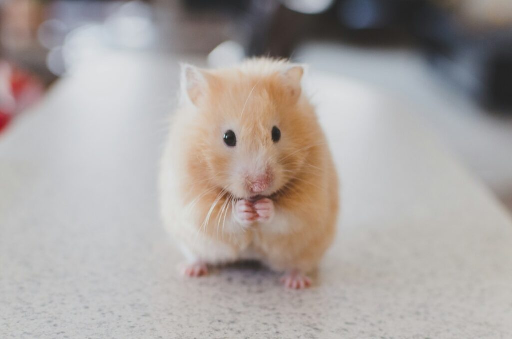 Teddy Bear Hamster
