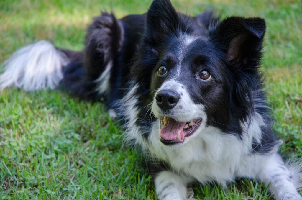expressive border collie