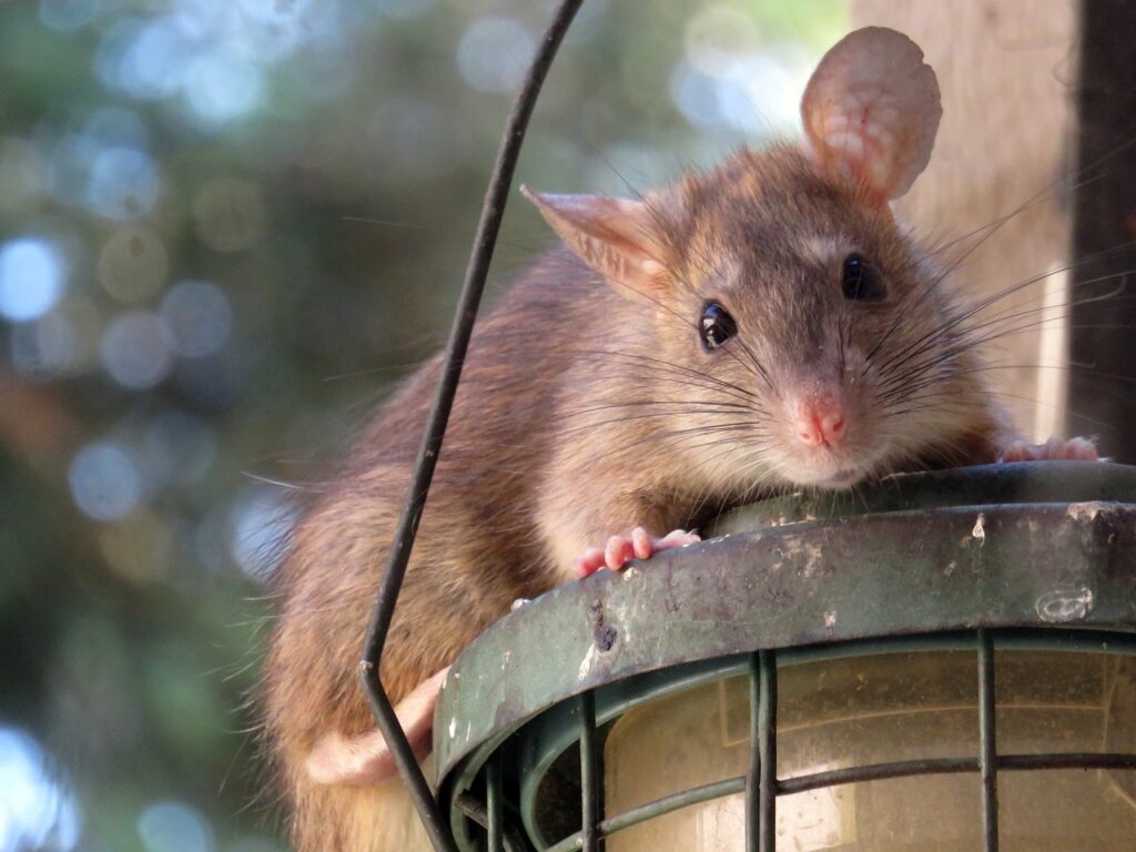 rat on a lamp