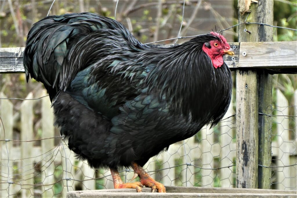 australorp