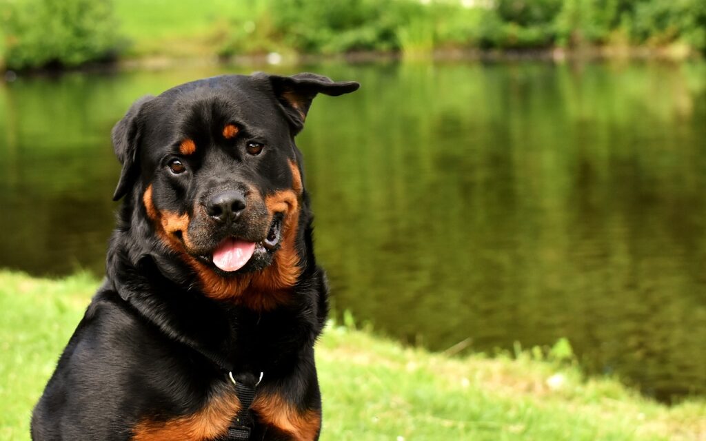happy rottweiler dog