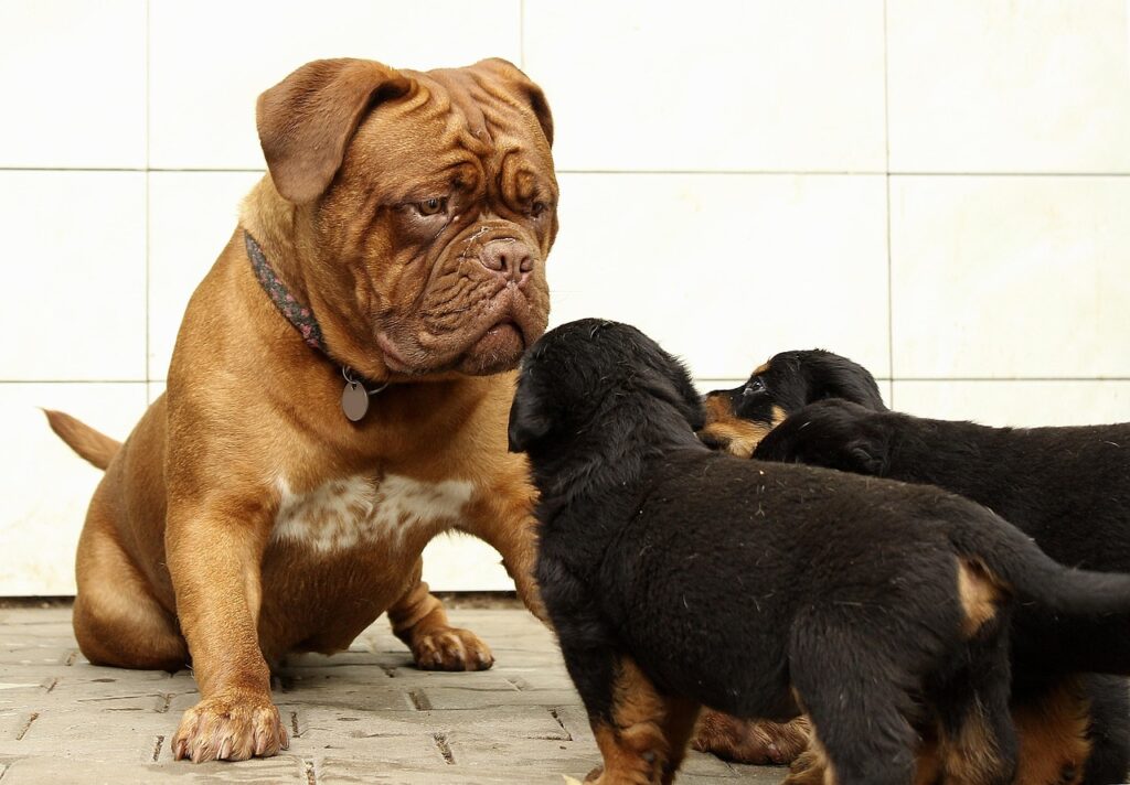 Mastiff with three puppies