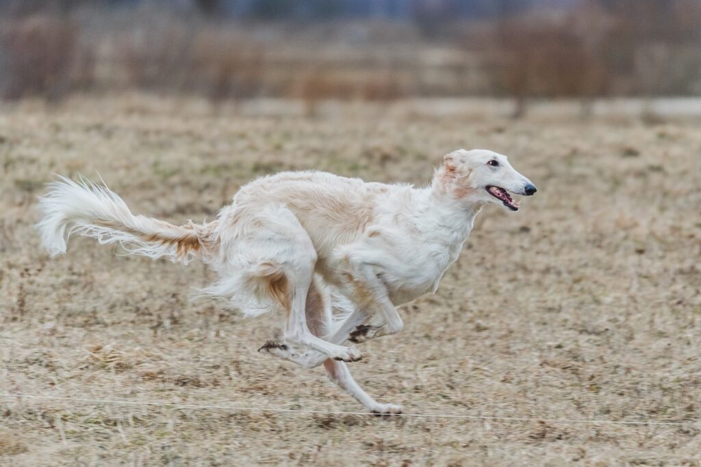borzoi dog running in a field